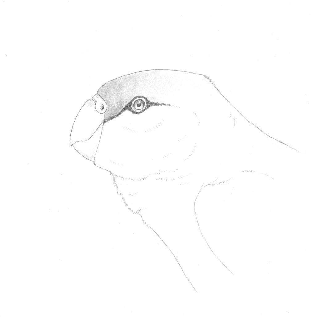 Shellcracker Bird Shellcracker by juniorWoodchuck on DeviantArt