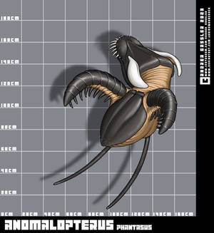 Bestiarium somniandi: Anomalopterus phantasus