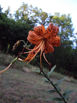 Spotted Tiger Lily