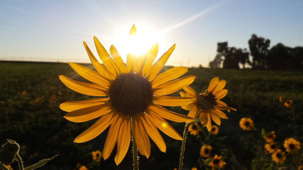 Random Sunflower