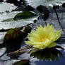 Lily on the Water