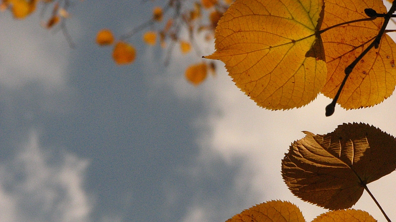 leaves in the sun