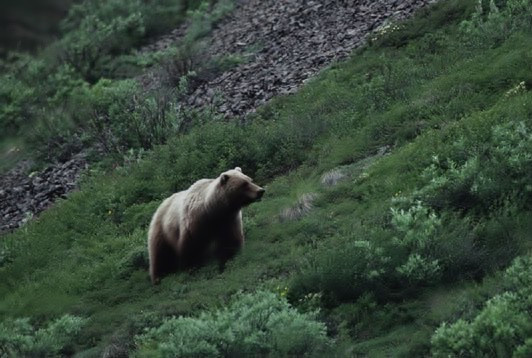 Tundra Grizzly