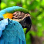 Blue And Gold Macaw