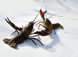 Crayfish in a fight