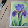 Iris flower