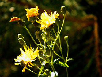 Yellow Flower