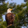 A few more feathered friends 8