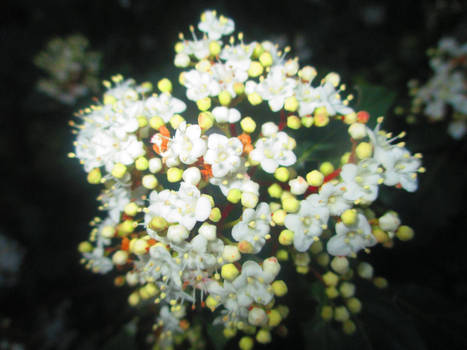 Wild Bouquet