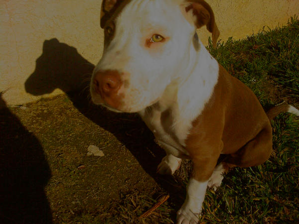 George-A-Roo by L-a-z on DeviantArt