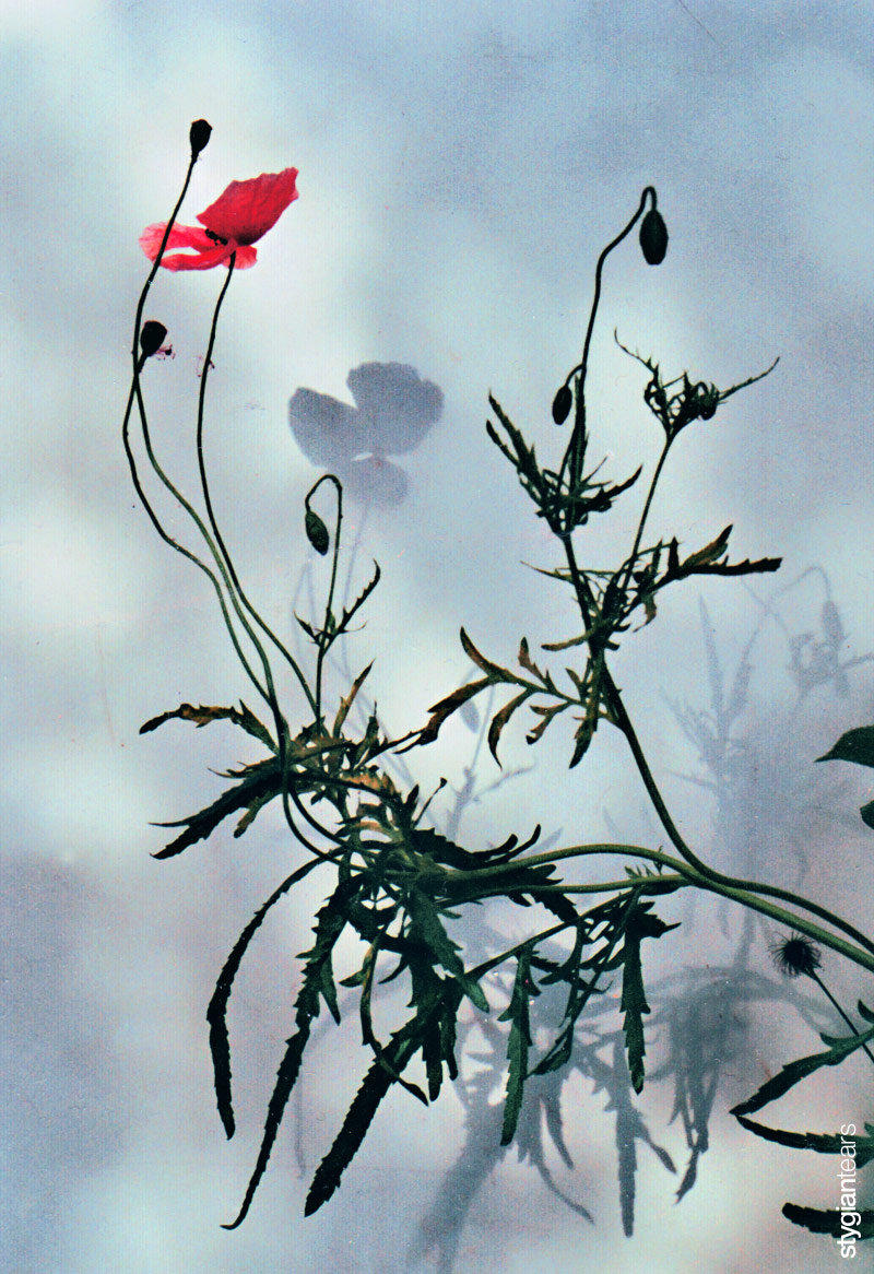 Coquelicot