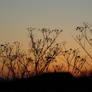 Sunrise on the farm 4.