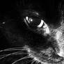 Black cat