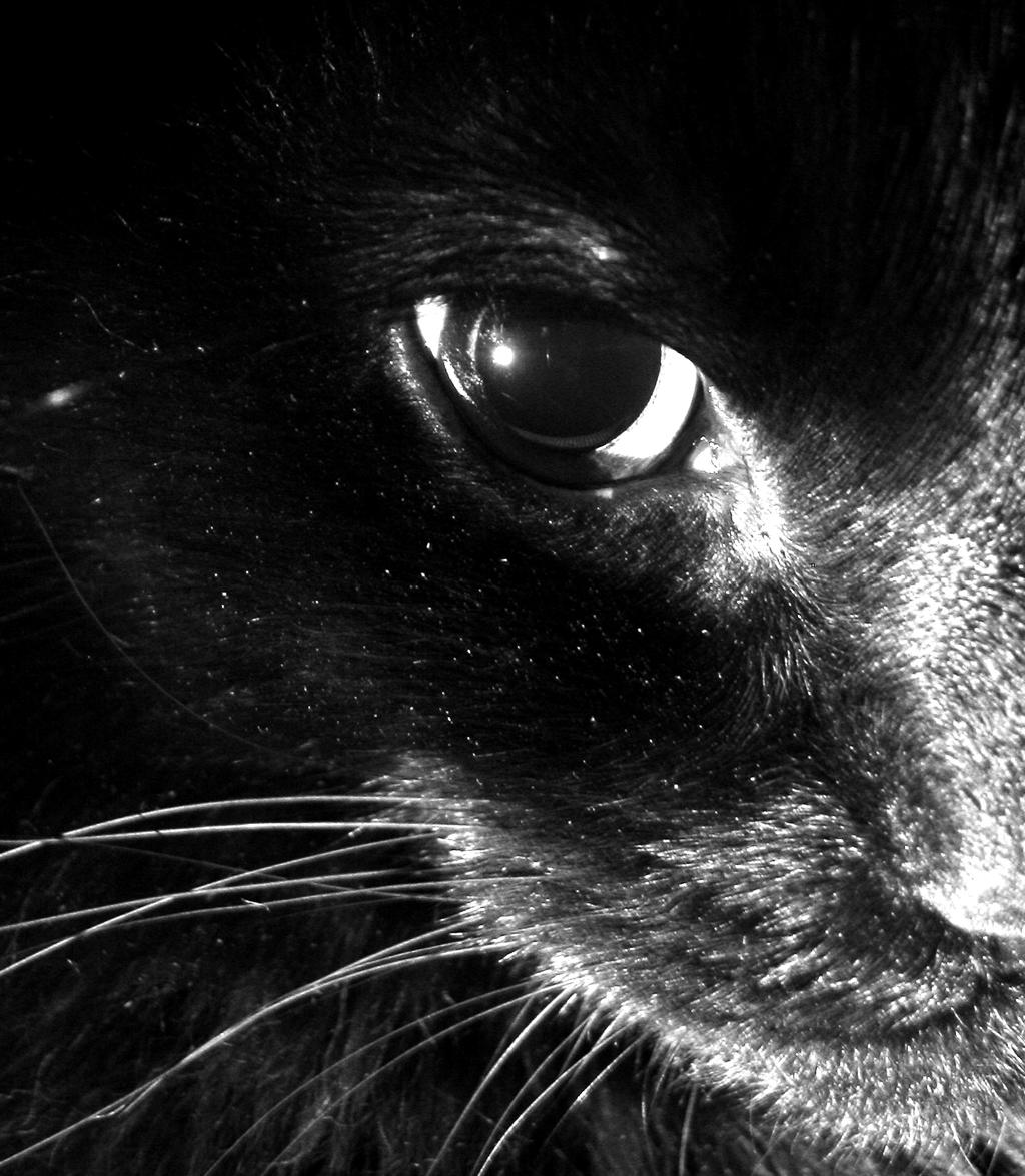 Black cat