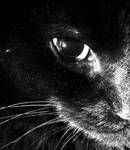 Black cat by Moonbeam13