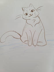 It's a Kitty!