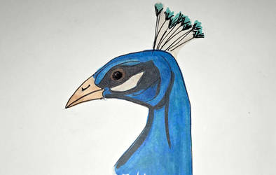 Peacock