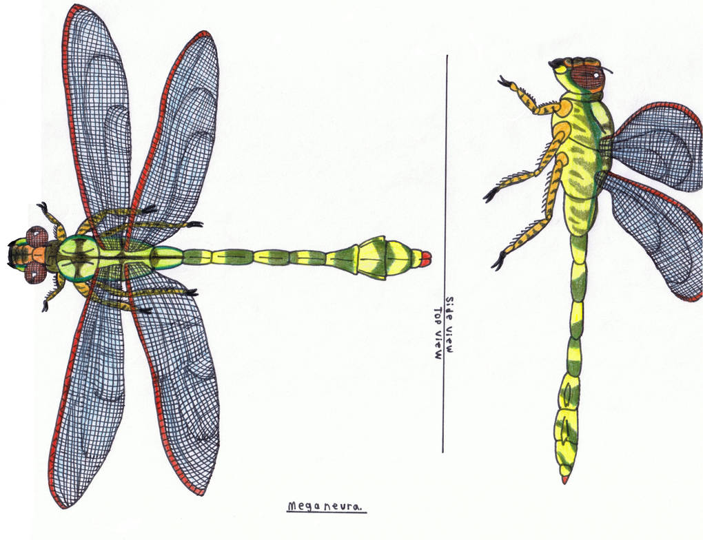 Meganeura giant Dragonfly By Pappasaurus On DeviantArt meganeura-giant-dragonfly-by-pappasaurus-on-deviantart