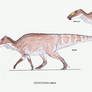 Edmontosaurus regalis (updated)