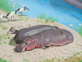 Resting hippos on a beach.