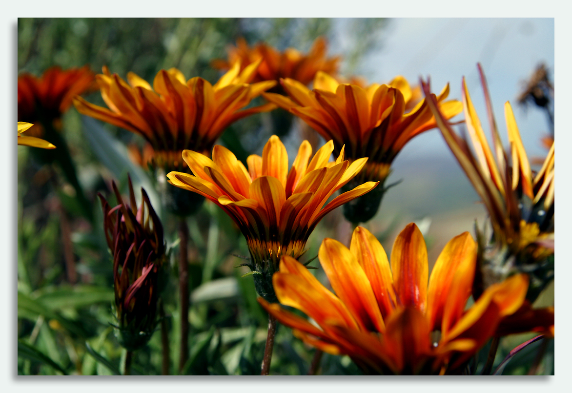 Chatsworth Lake Flowers 1