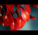 Cockspur Bloom by Vividlight