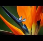 Eternal Sunshine by Vividlight