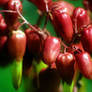 Red Pods On Green