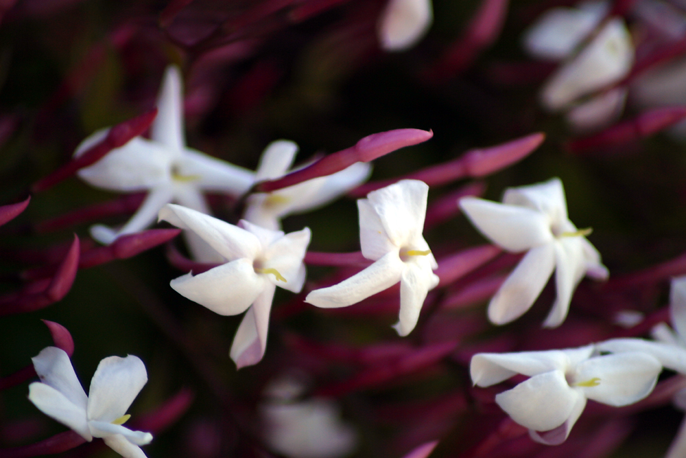 The Scent Of Spring