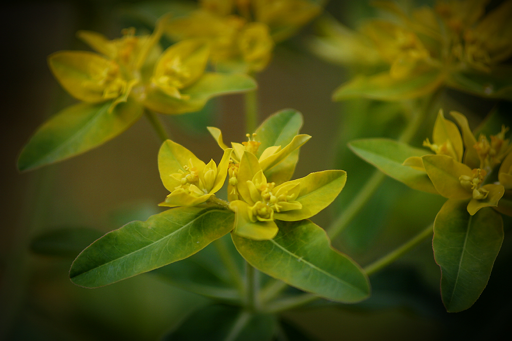 Leaves In Bloom