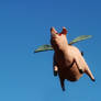 Flying Pig Stock