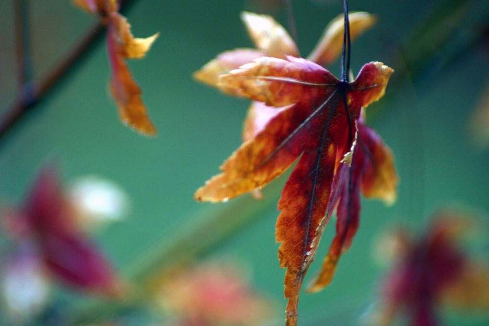 Scatter My Love Like Leaves...