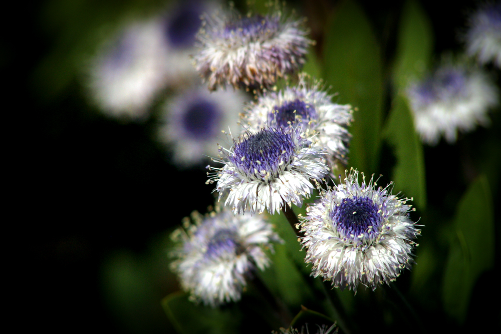 The Glory Of Spring