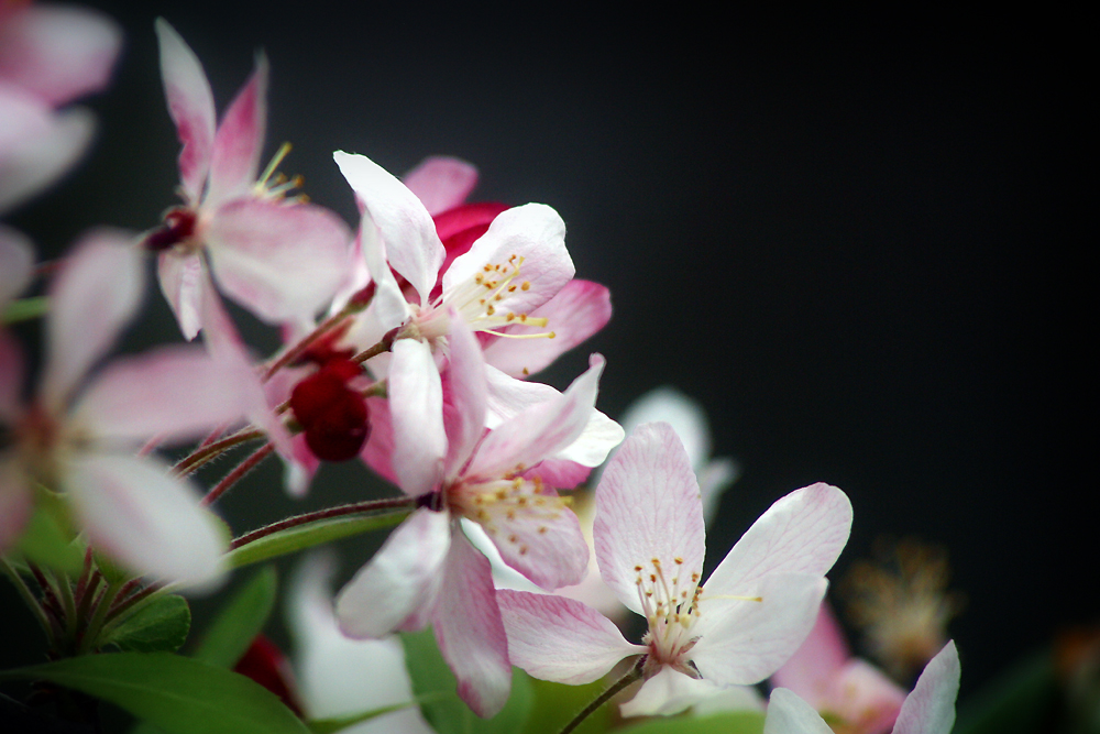 Blooming Springtime