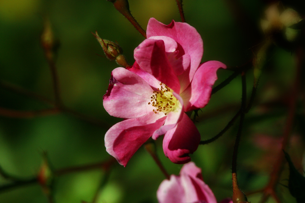 Holiday In The Garden