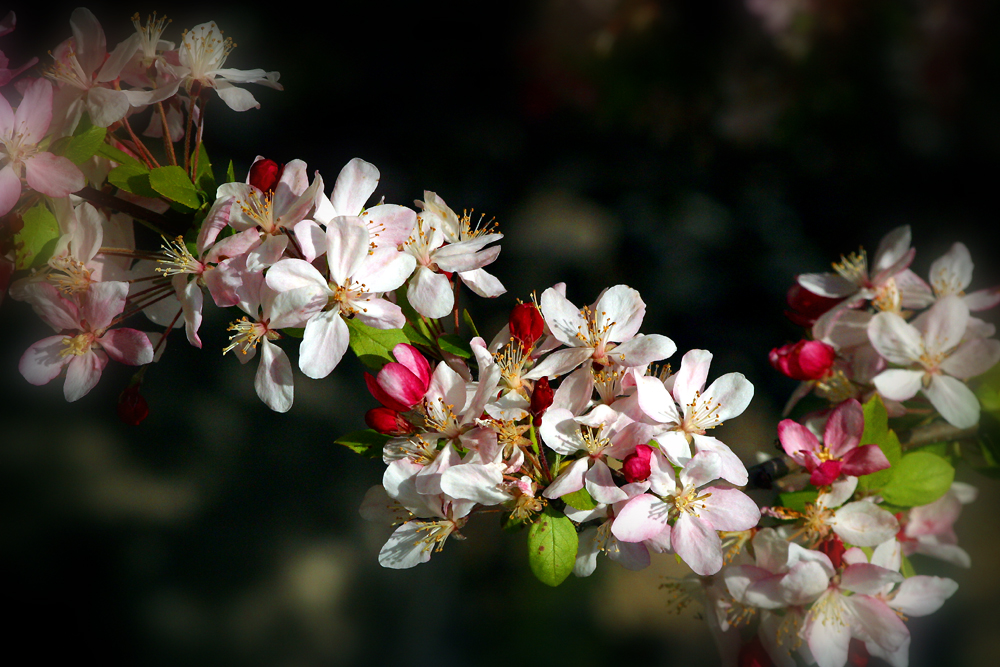 Spring In The Air