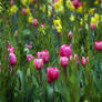 Tulips And Daffodils