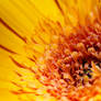 Gerbera Daisy 1