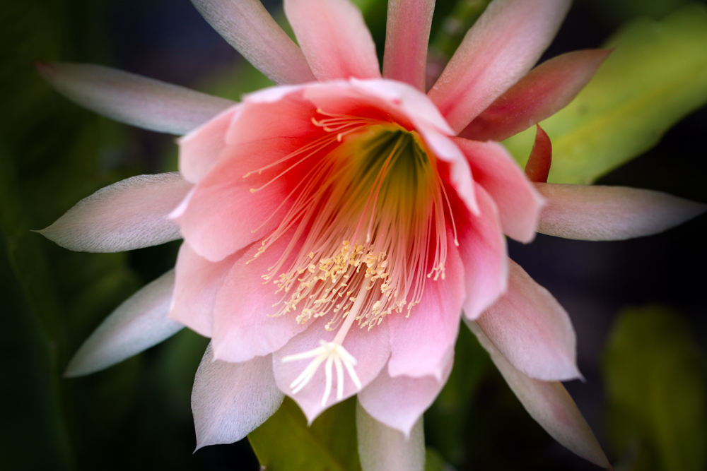 Cactus are in bloom