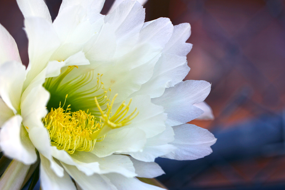 Cactus are in bloom