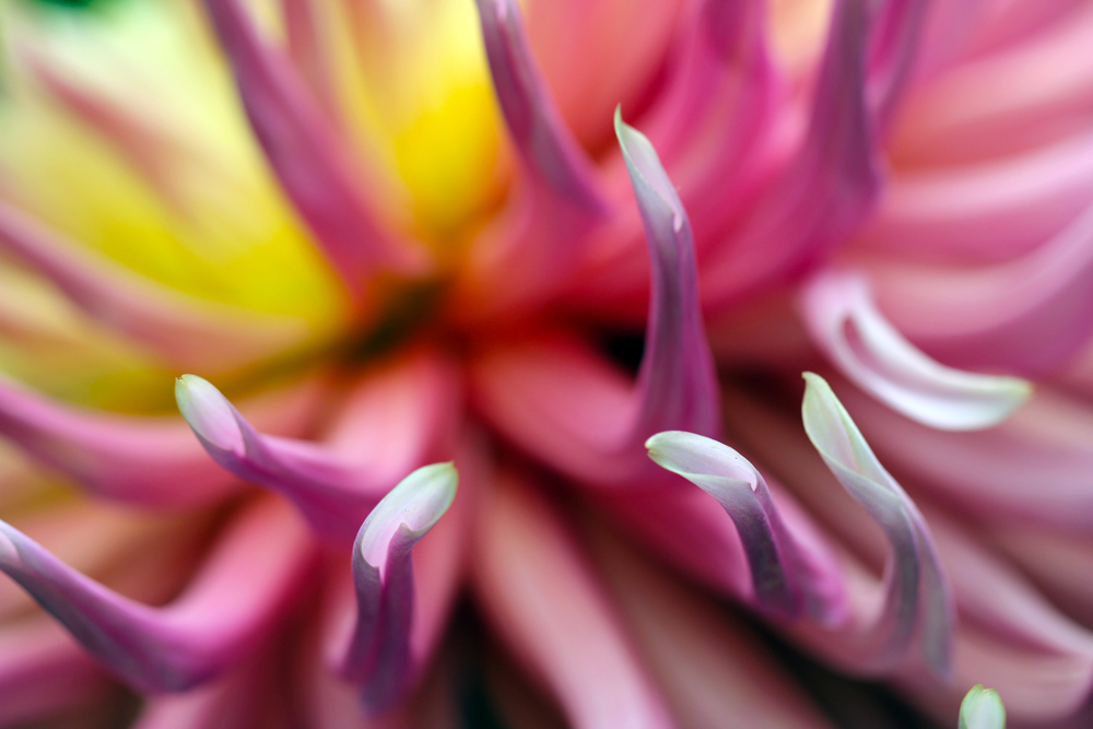 July begins the Dahlias