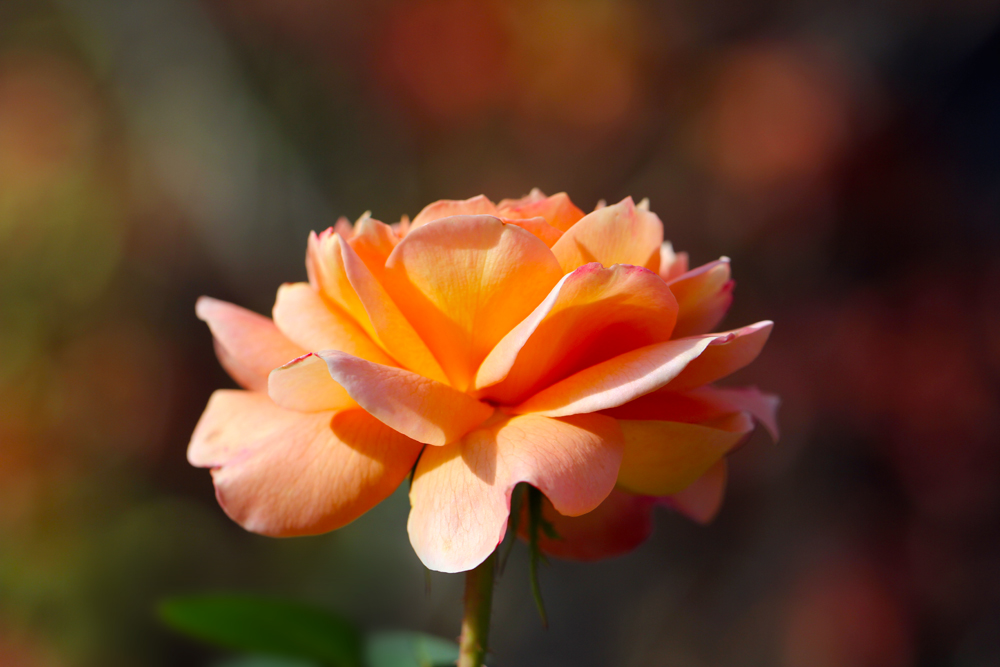 Fall Rose