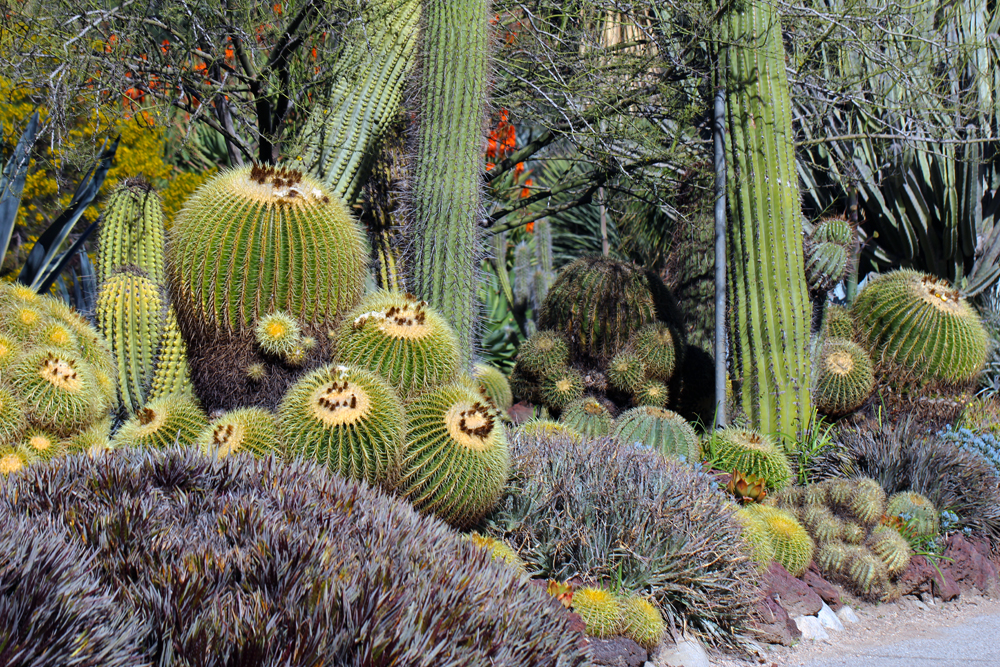 Cactus Garden