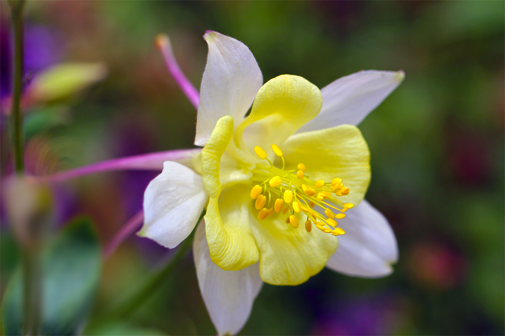 Columbine