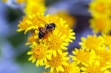 Bee Yellow