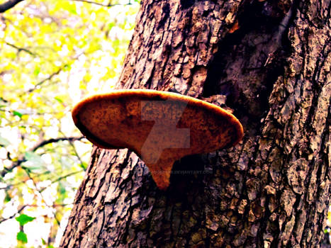 Giant Mushroom