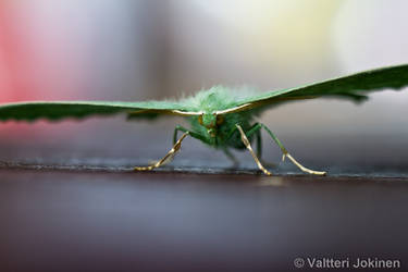 Green glider