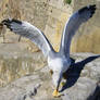 Hungry Seagull II
