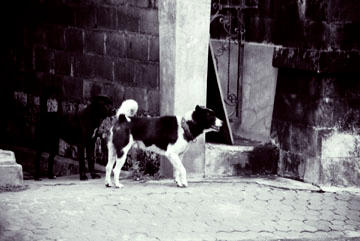 Street dogs