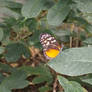 Butterflies 31